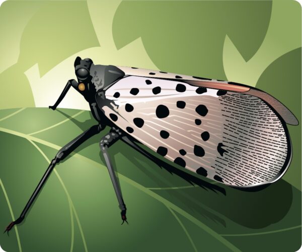 Tree-of Heaven and the Spotted Lanternfly